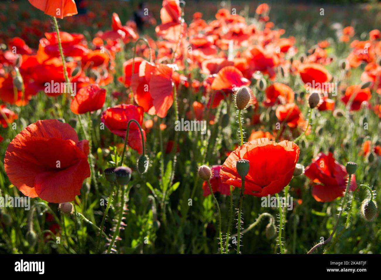 Field of red poppy flowers Stock Photo