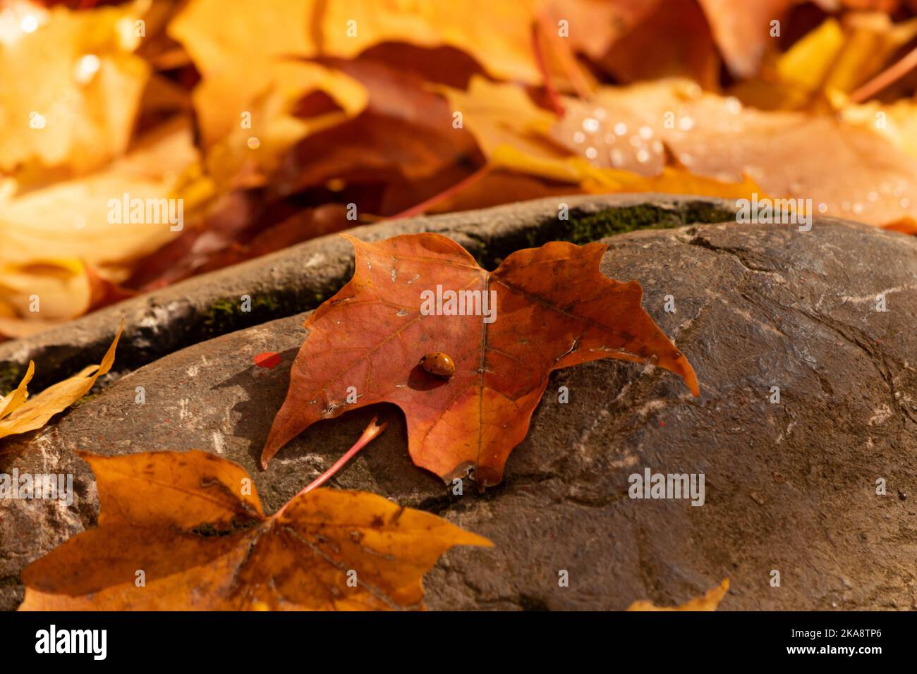 A ladybug sits on a leaf on a rock in fall Stock Photo
