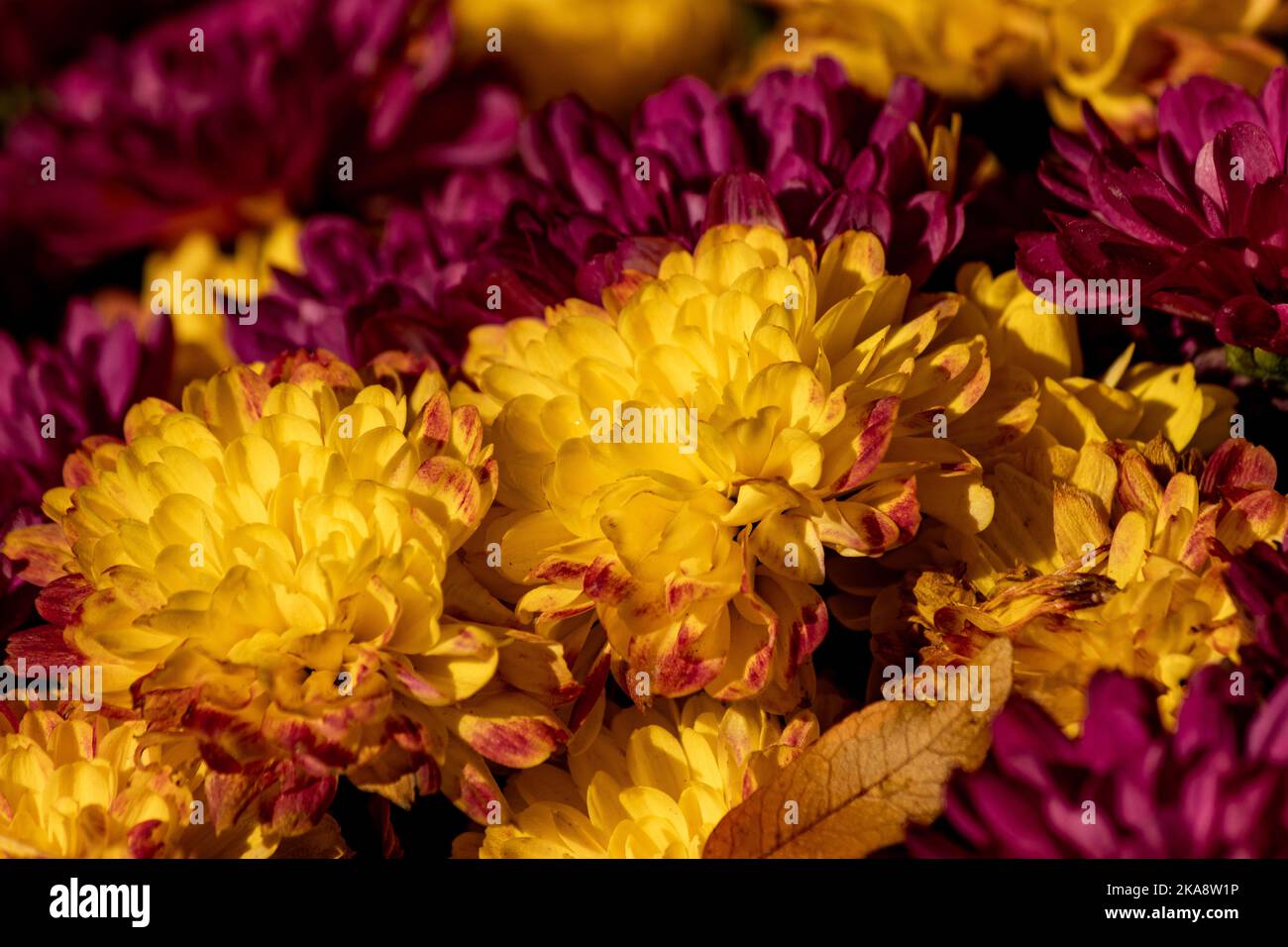 A close view of mums in the fall with a fallen leaves nestled in the blooms Stock Photo