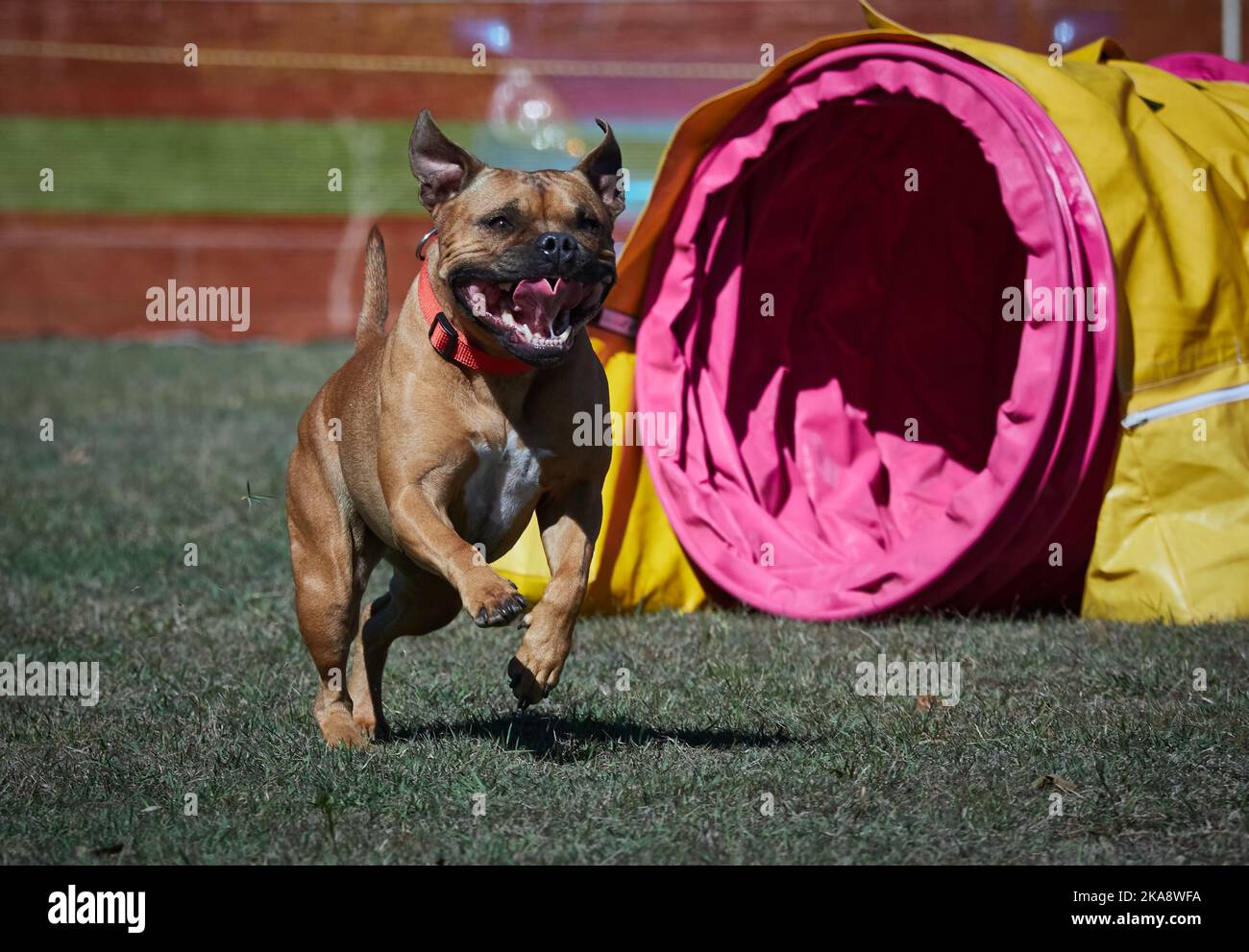 Many obstacles on a dog agility field . Dogs moving quickly from one