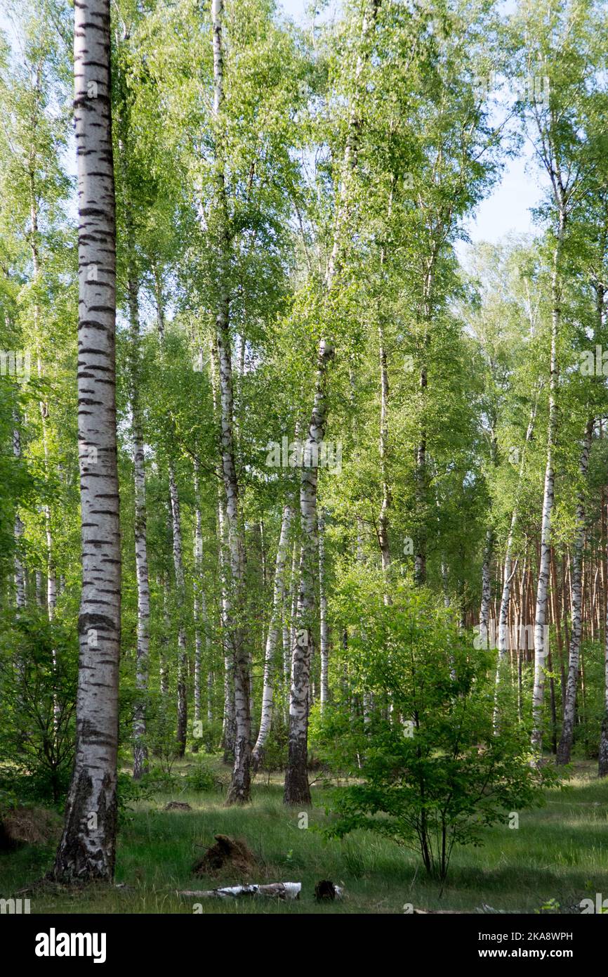 Birch wood with white and black birch trunks, light green leaves, and young tree Stock Photo Alamy
