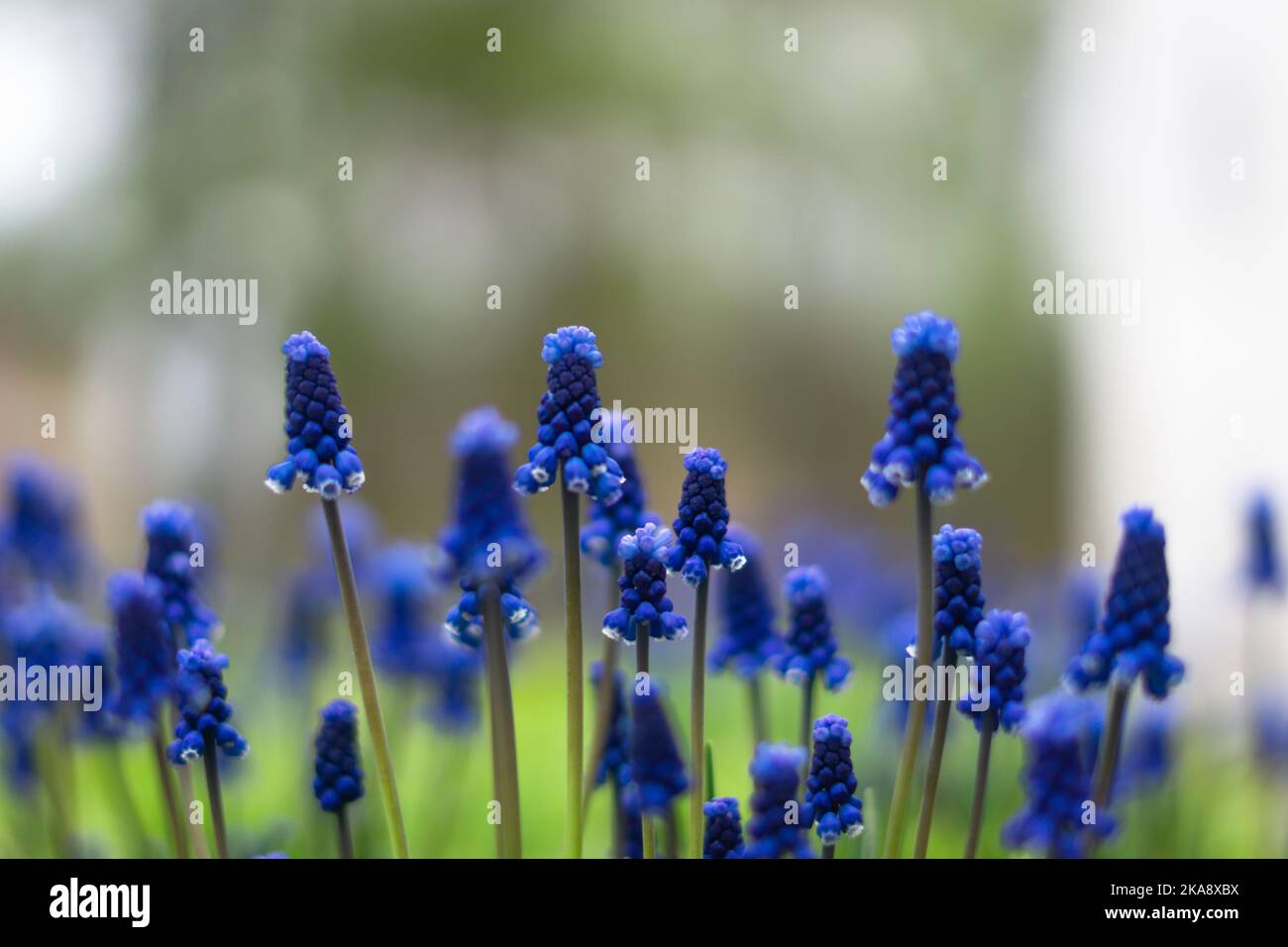 A close up flowers in the garden Stock Photo - Alamy