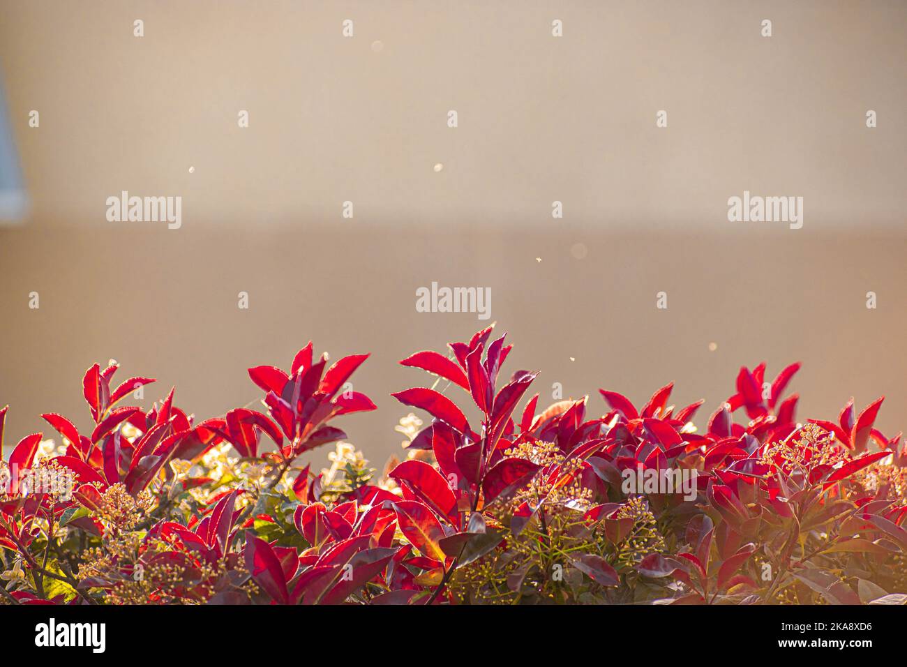 A closeup of the red foliage under sunlight, Photinia glabra, the Japanese photinia. Stock Photo