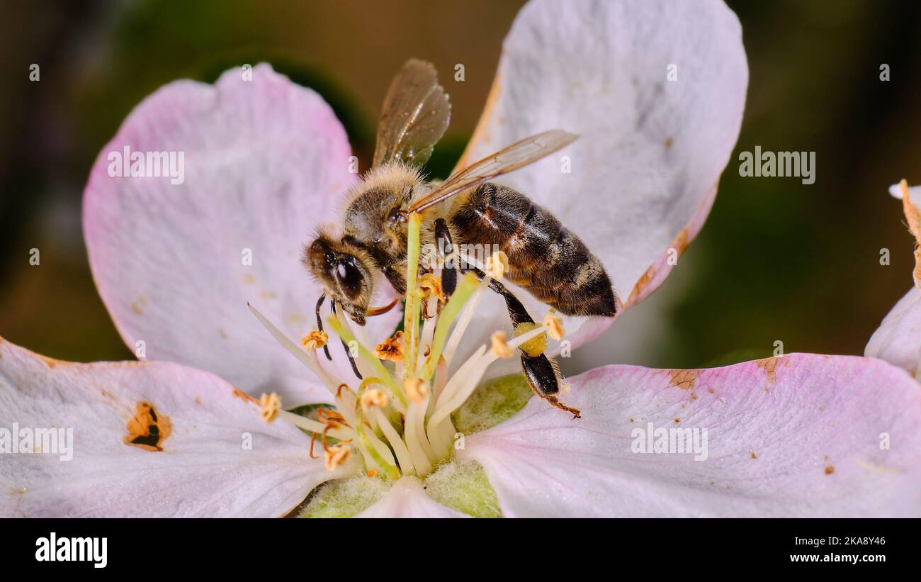 Close up of a bee on an apple tree flower Stock Photo - Alamy