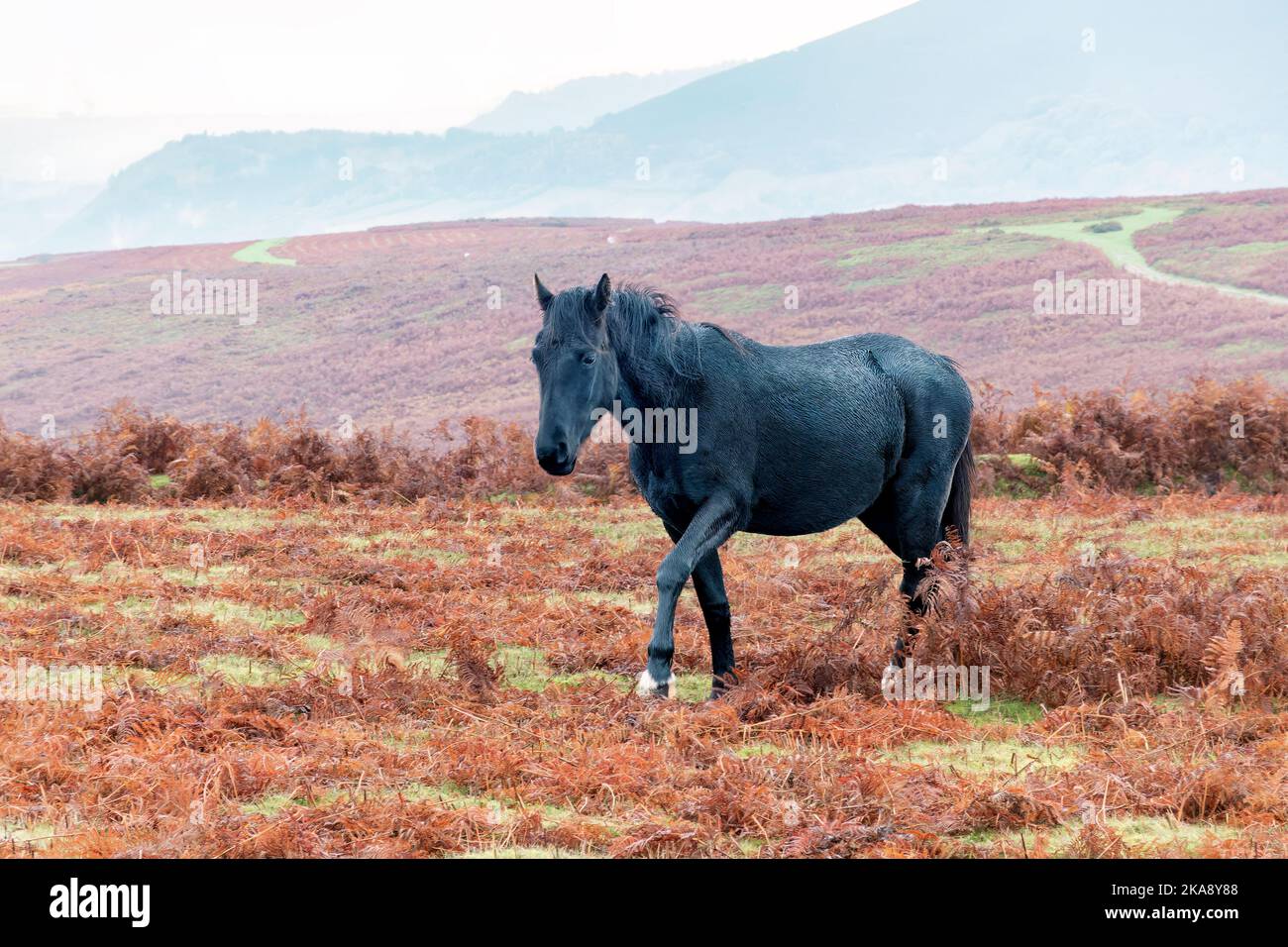 A black free to roam Welsh Mountain Pony or cob on an Autumnal fern covered hillside in the Brecon Beacons National Park, Wales Stock Photo