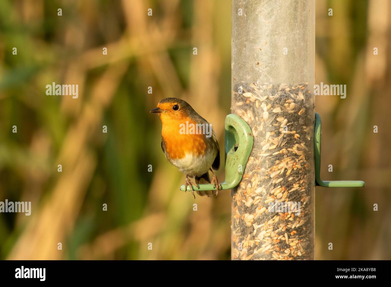 Robin redbreast, Erithacus rubecula, perched on bird feeder with mixed seed against blurred garden background Stock Photo