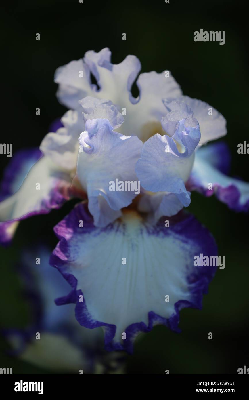 Close up of a single, blooming Bearded Iris flower, with light purple petals and white petals edged in purple Stock Photo