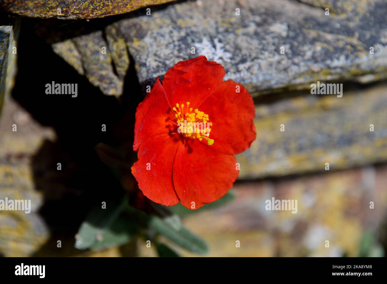 Single Red/Orange Helianthemum 'Henfield Brilliant' (Rock Rose/Sun Rose) Flower grown at RHS Garden Rosemoor, Torrington, Devon, England, UK. Stock Photo