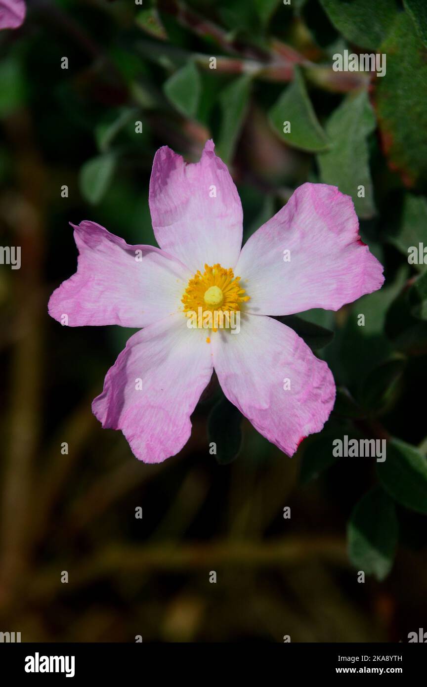 Single Cistus x Lenis 'Grayswood Pink' (Rock Rose) Flower grown at RHS