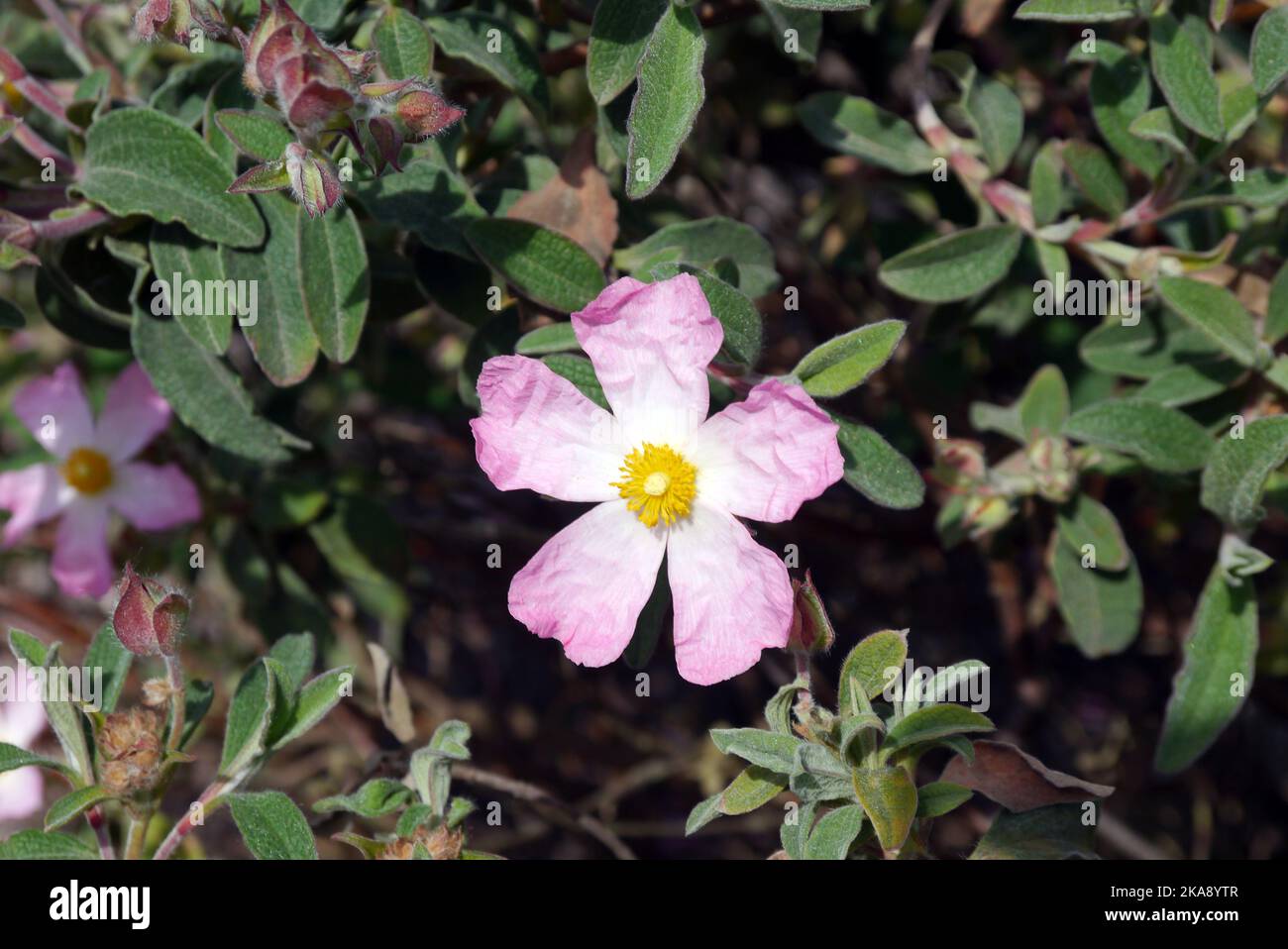 Single Cistus x Lenis 'Grayswood Pink' (Rock Rose) Flower grown at RHS Garden Rosemoor, Torrington, Devon, England, UK. Stock Photo