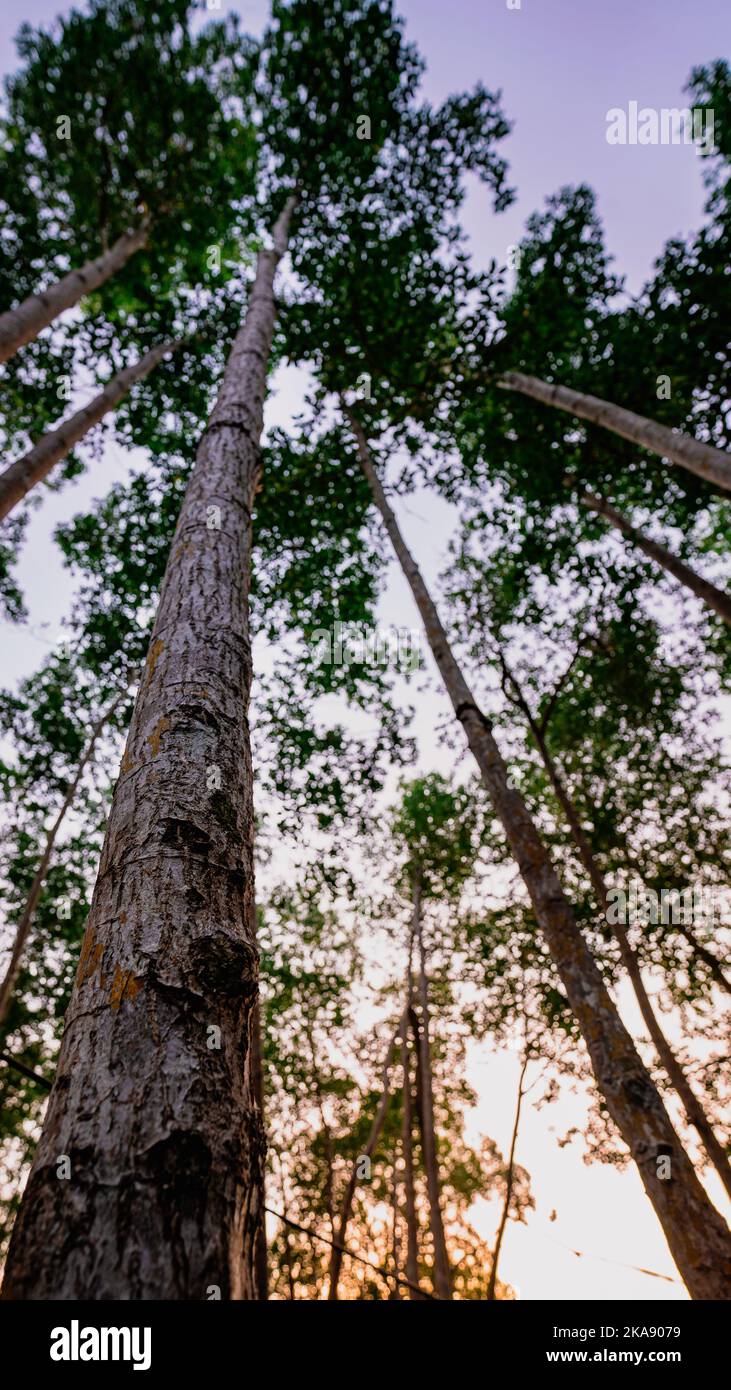 A vertical low angle shot of tall green trees in a forest Stock Photo ...