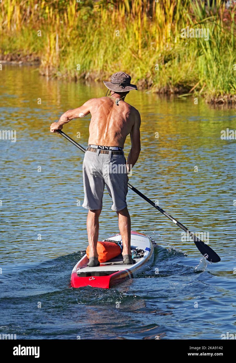 A man in shorts navigating the Deschutes River near Bend, Oregon, on a paddleboard. Stock Photo