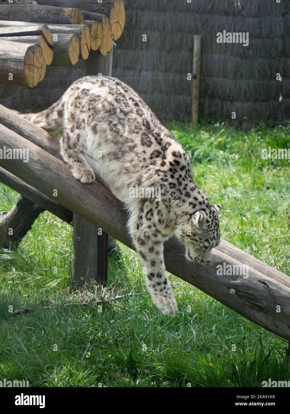 A vertical closeup of the snow leopards, Panthera uncia in captivity