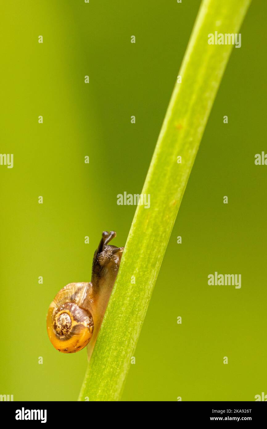 A vertical shot of a stylommatophora on the green branch Stock Photo