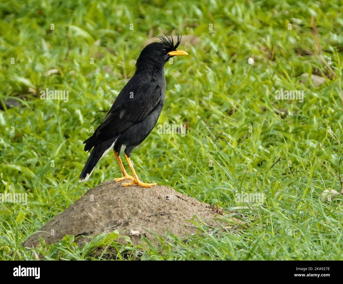 Colossal Myna Closeup indian myna acridotheres hi-res stock photography and images ...