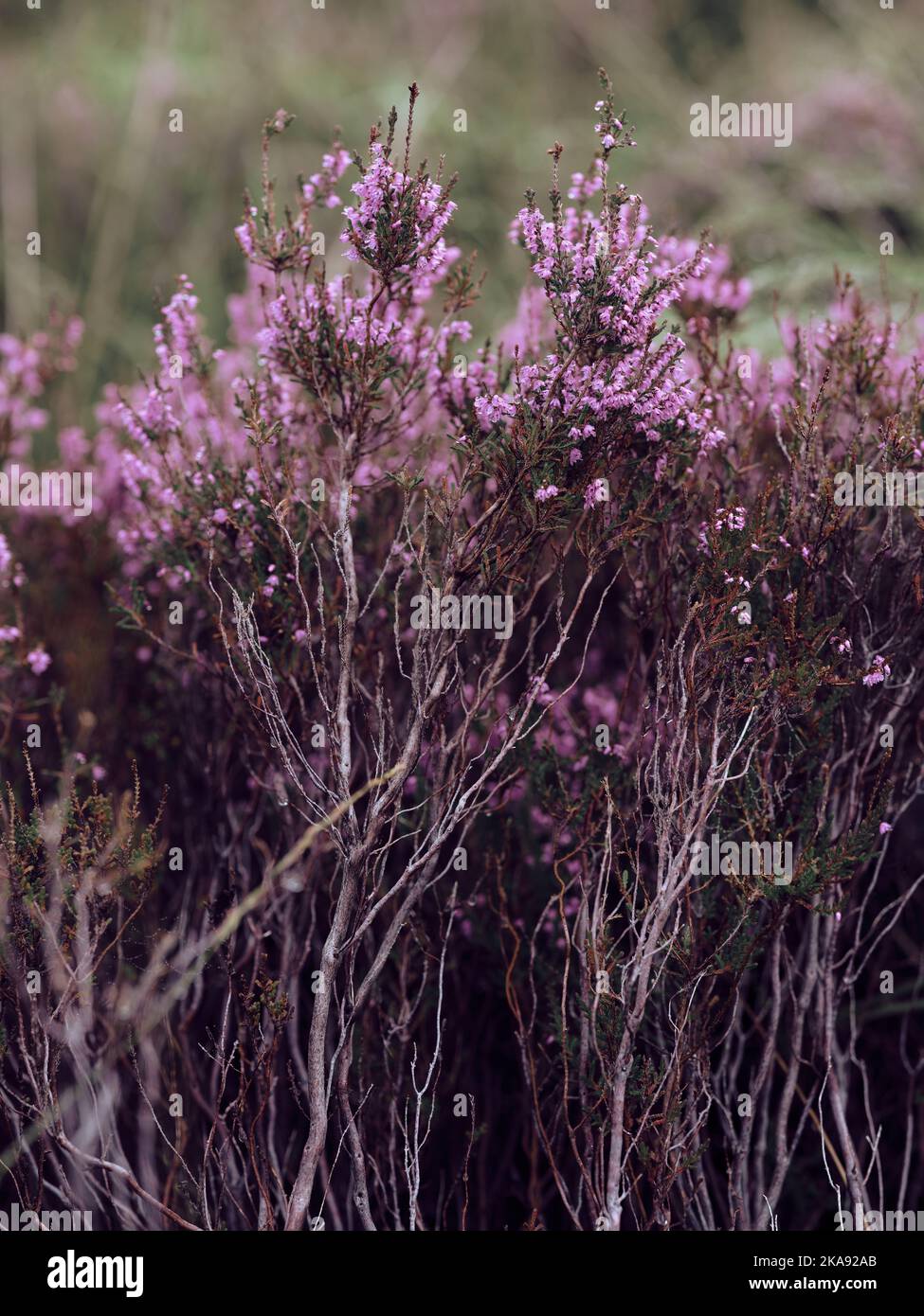 Purple Heather Calluna vulgaris and grey stems flora nature detail background Stock Photo