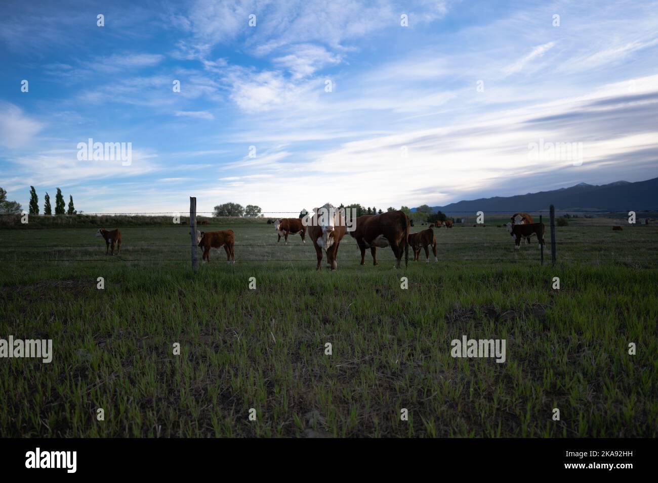 Cows and Calves enjoying the alfalfa and cool spring weather Stock