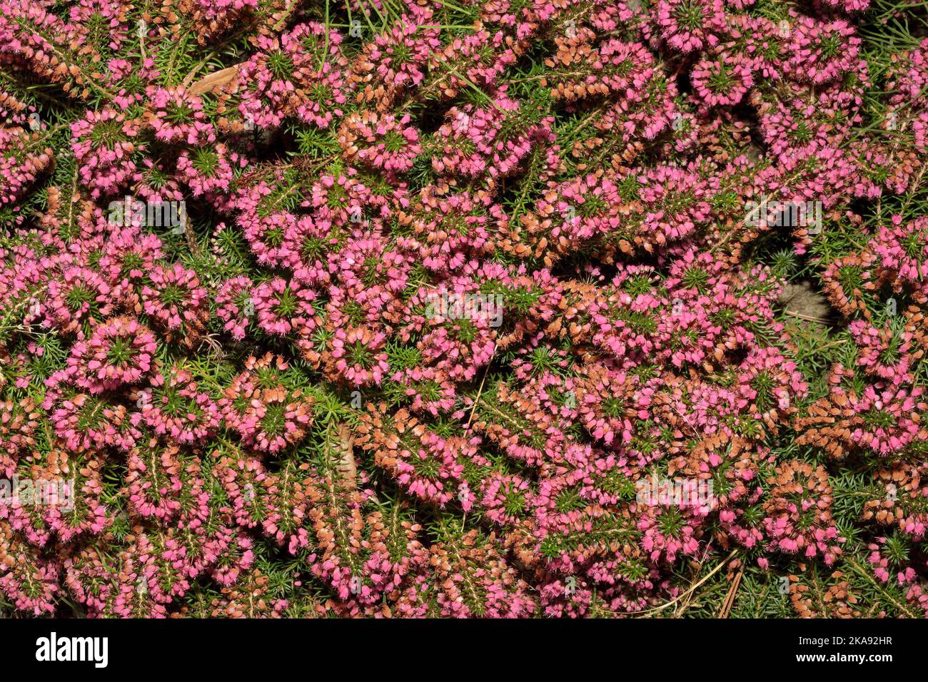bell heather (Erica cinerea) in garden,Germany Stock Photo