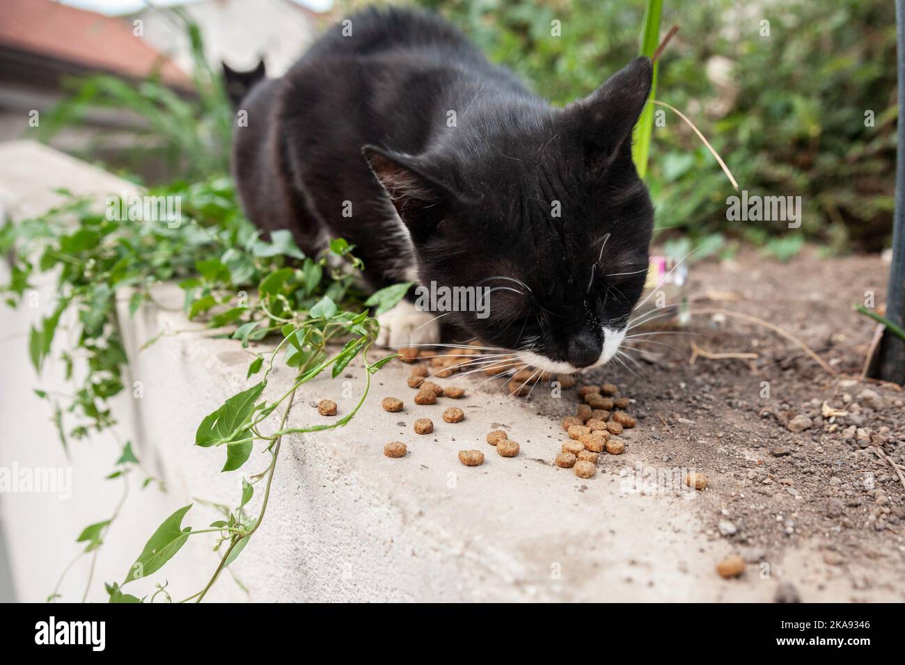 Picture of a stray black and white cat, standing at the top of a wall