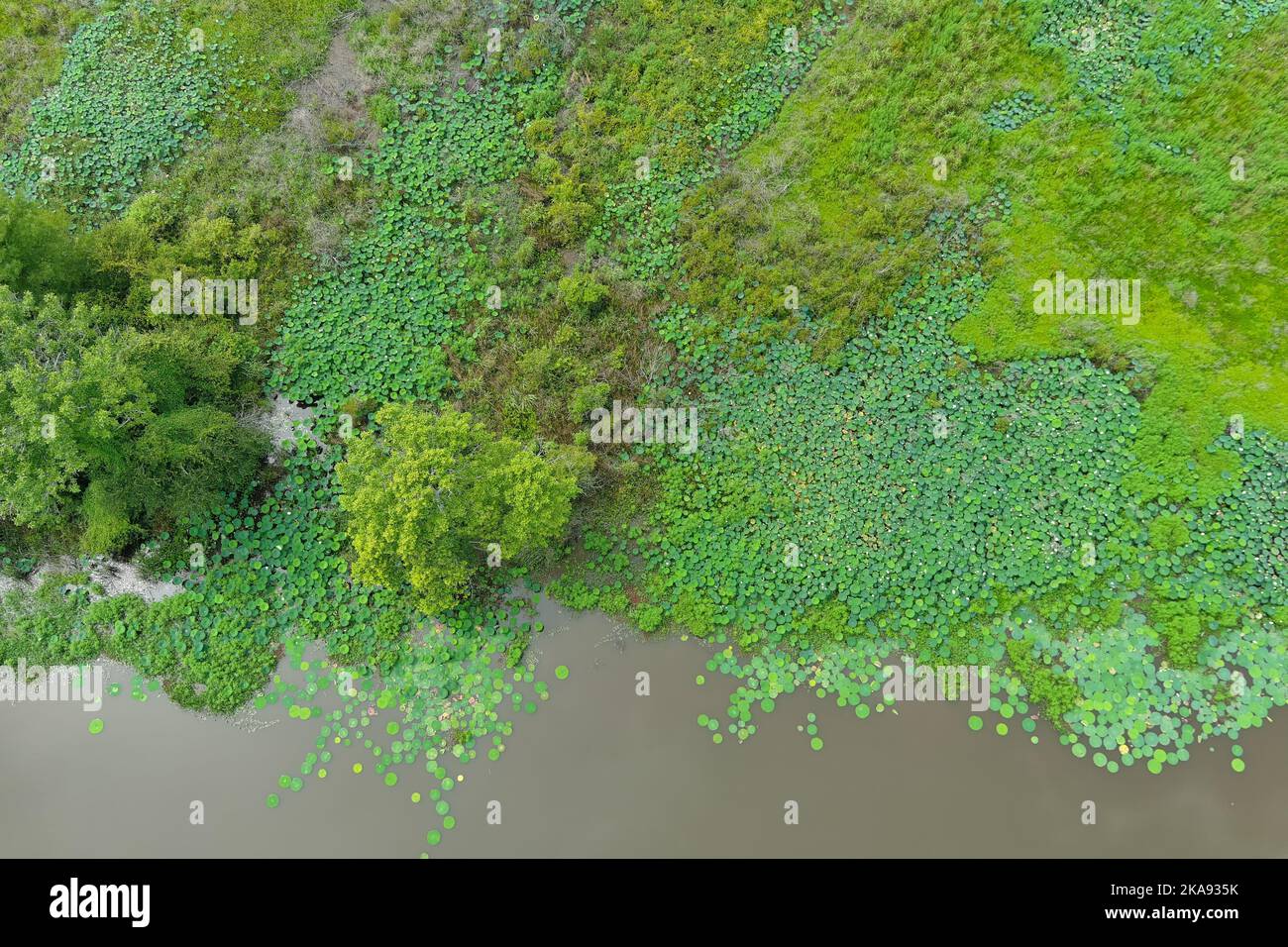 A top view of the water of the Pearl River covered with green moss