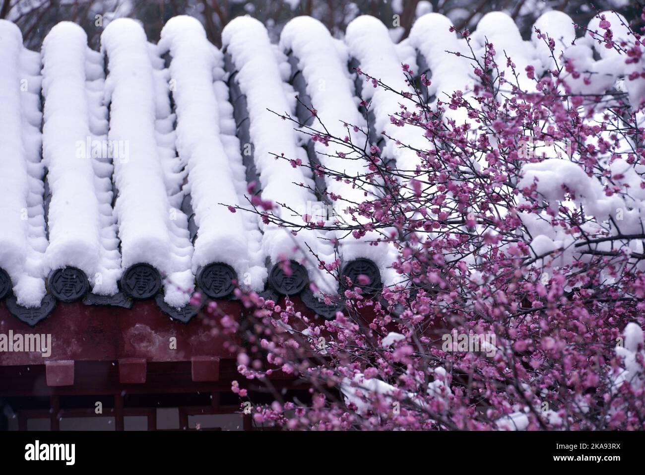 A view of a rooftop covered with white snow and a sakura tree blooming on the foreground in winter Stock Photo
