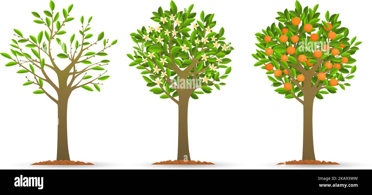 Orange tree growth stages Stock Vector