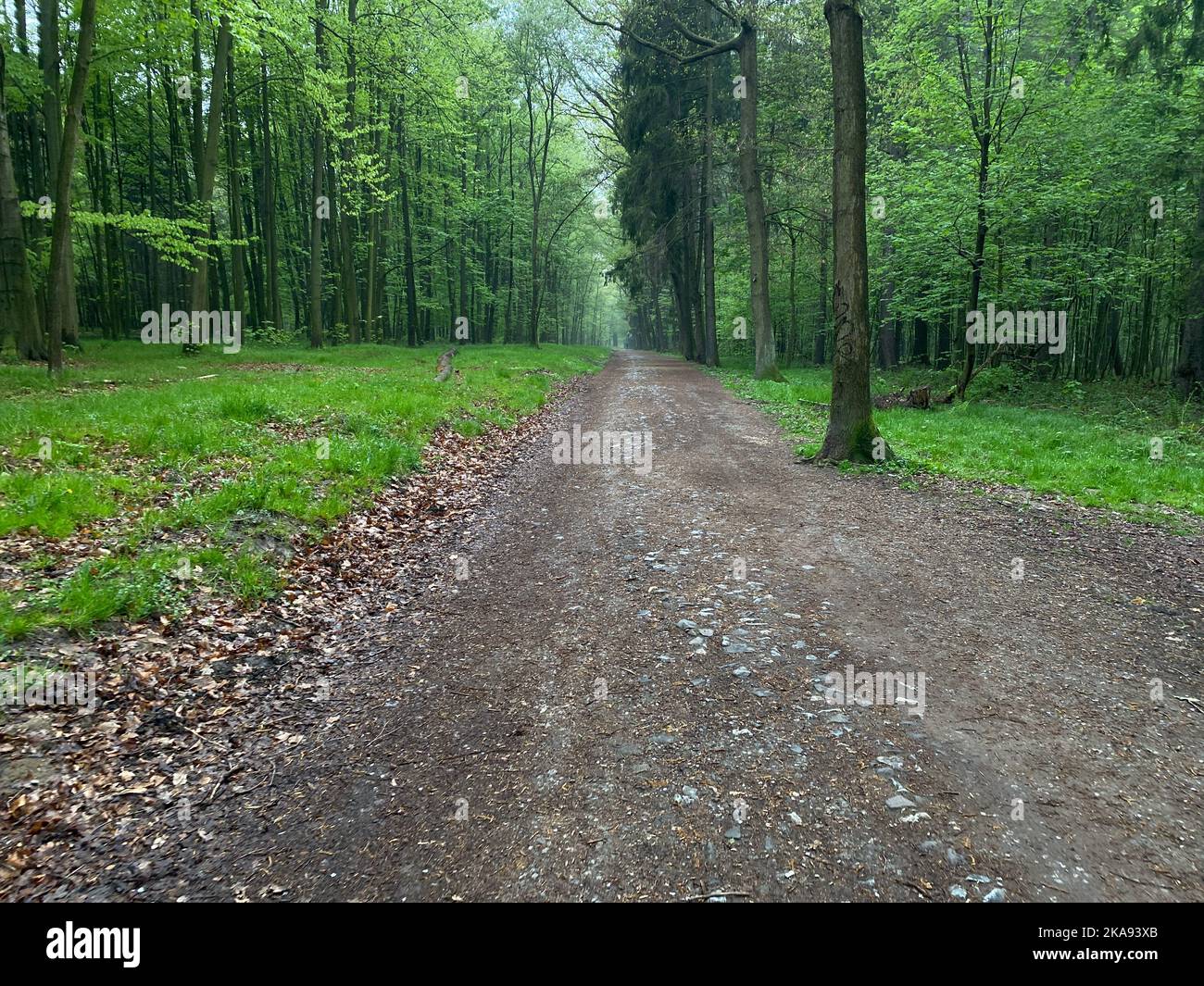 A road in the green forest during a sunny day Stock Photo - Alamy