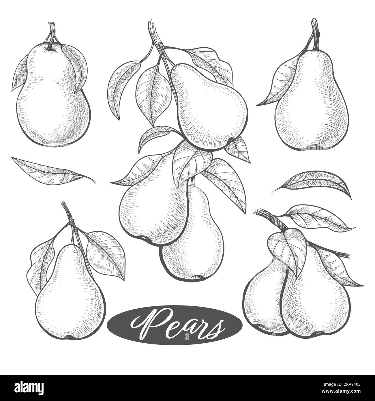 Pears vintage sketch Stock Vector Image & Art Alamy