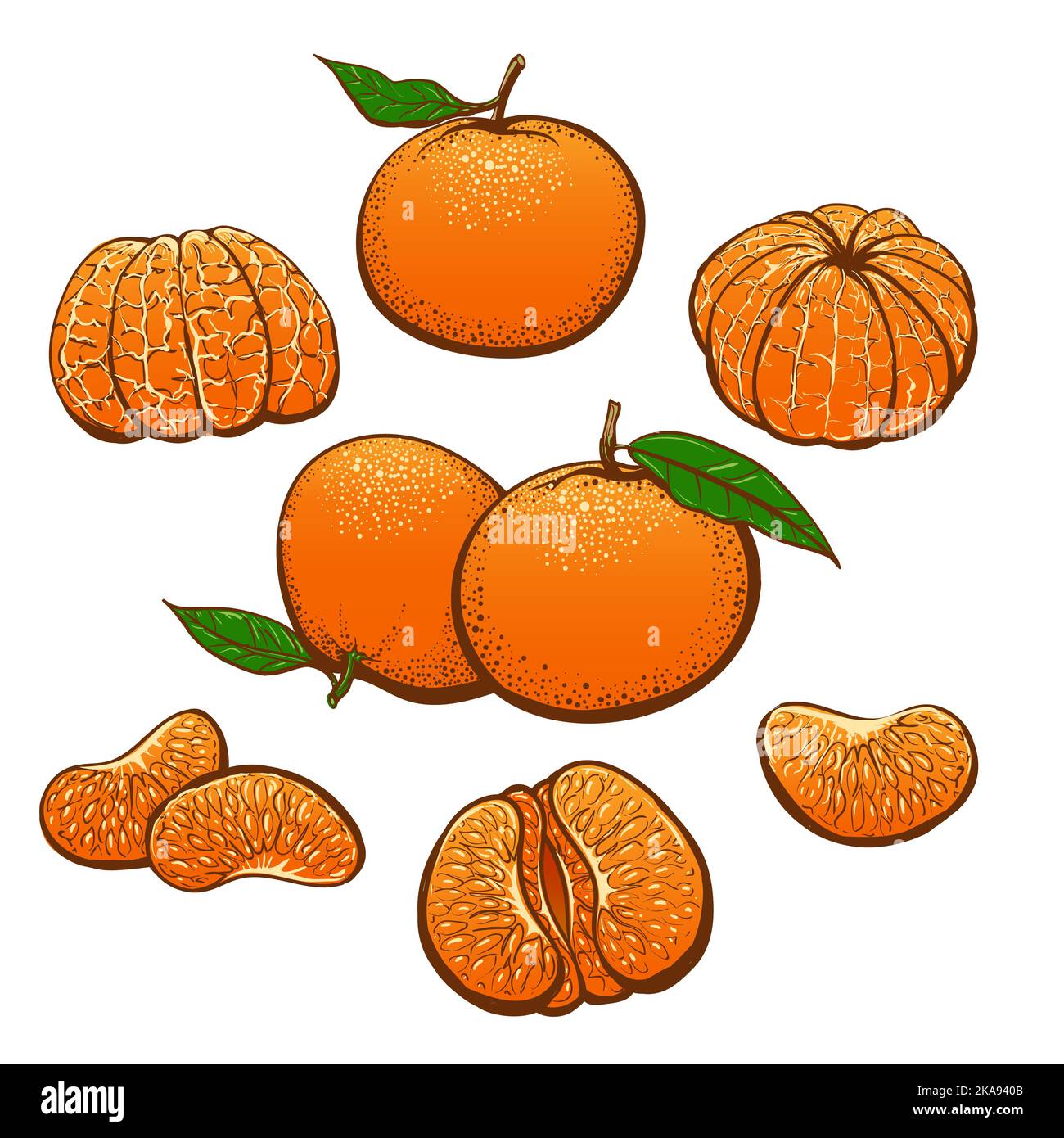 Color drawn mandarin Stock Vector