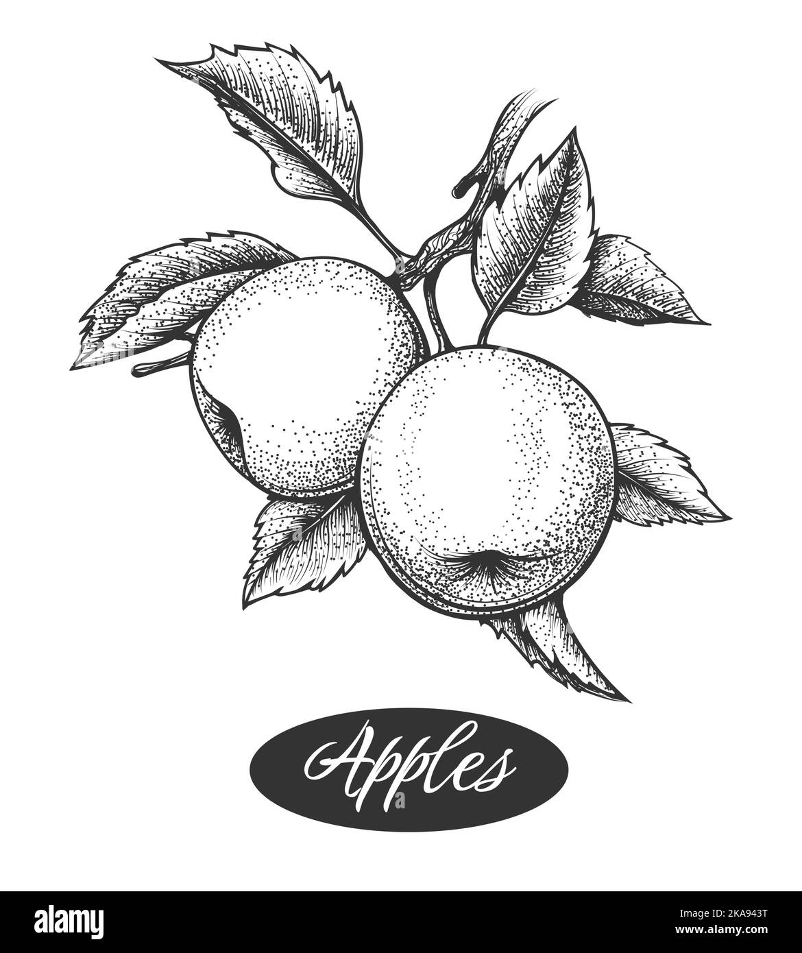 Apple branch etching. Etched apples with leaves on branches engraving