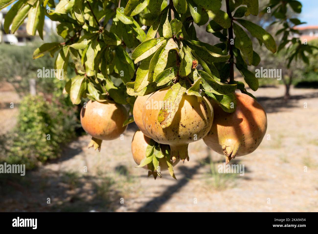 Pomegranates, Punica granatum ripening on a pomegranate tree in a small garden in Greece.The image shows the fruits, bunched and hanging from a branch Stock Photo