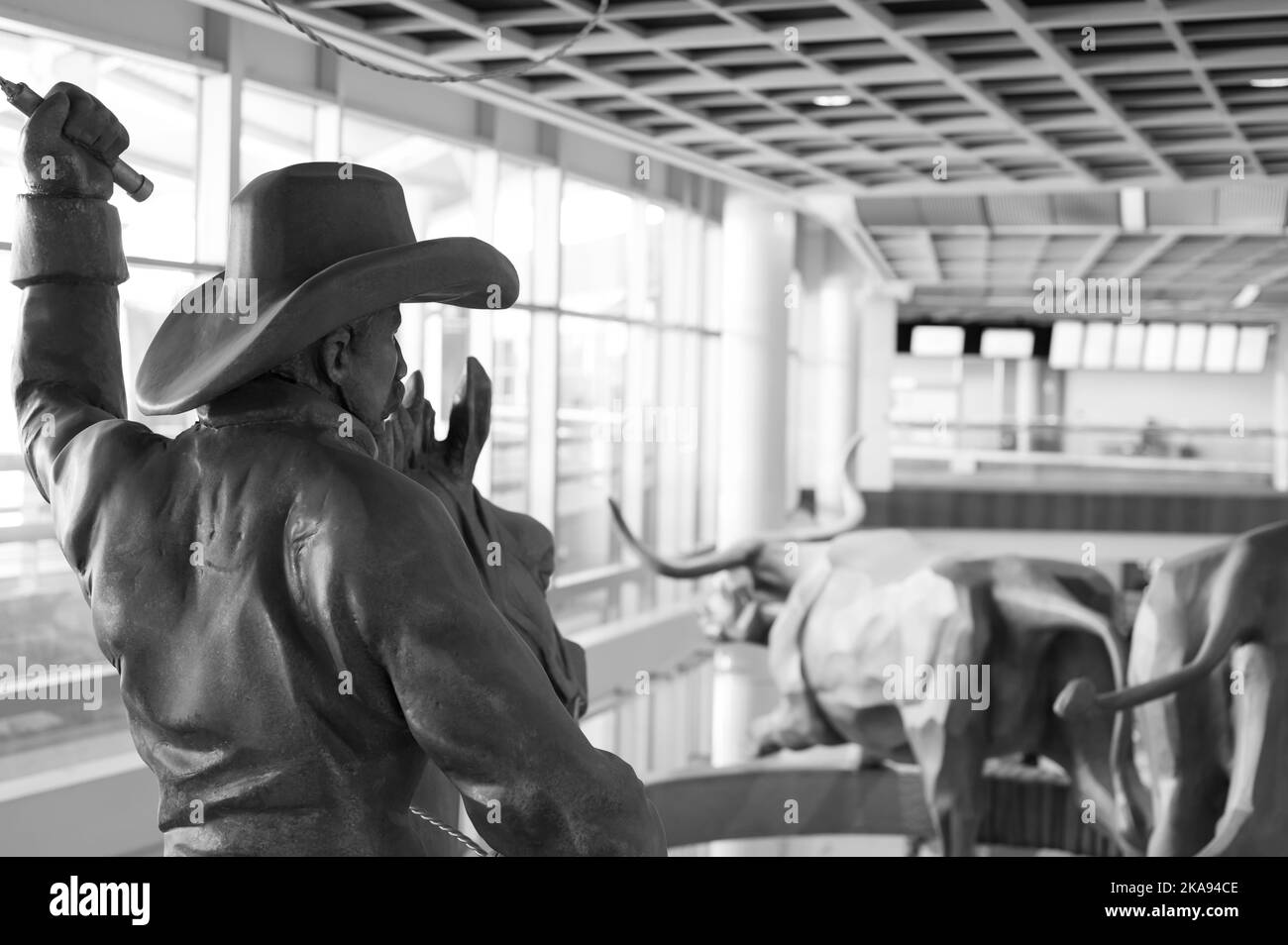 Dallas, Texas, US - 10.2022 - Statue of a cowboy running cattle in the DFW airport rental car facility Stock Photo