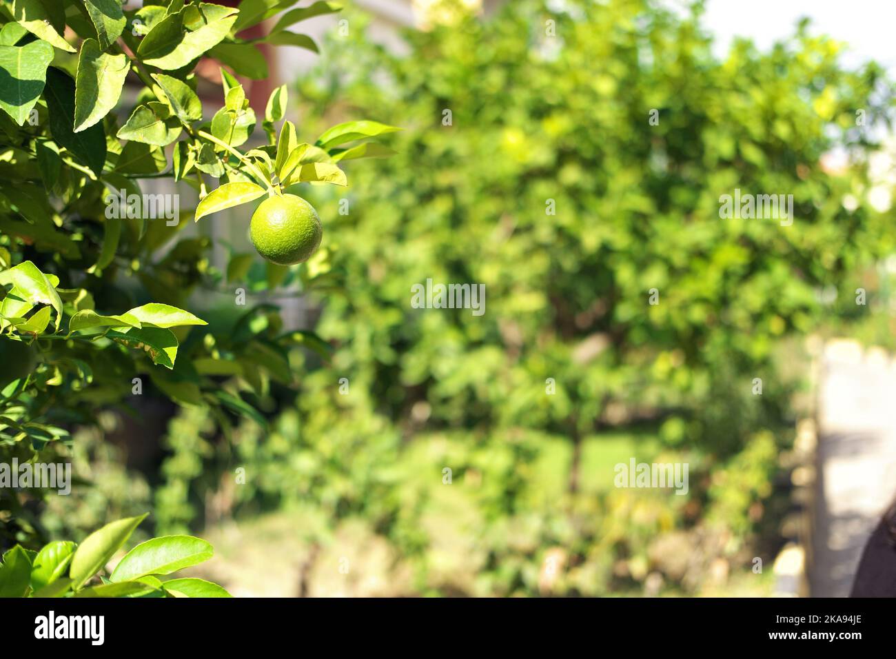 Raw orange fruit on its branch in summer Stock Photo