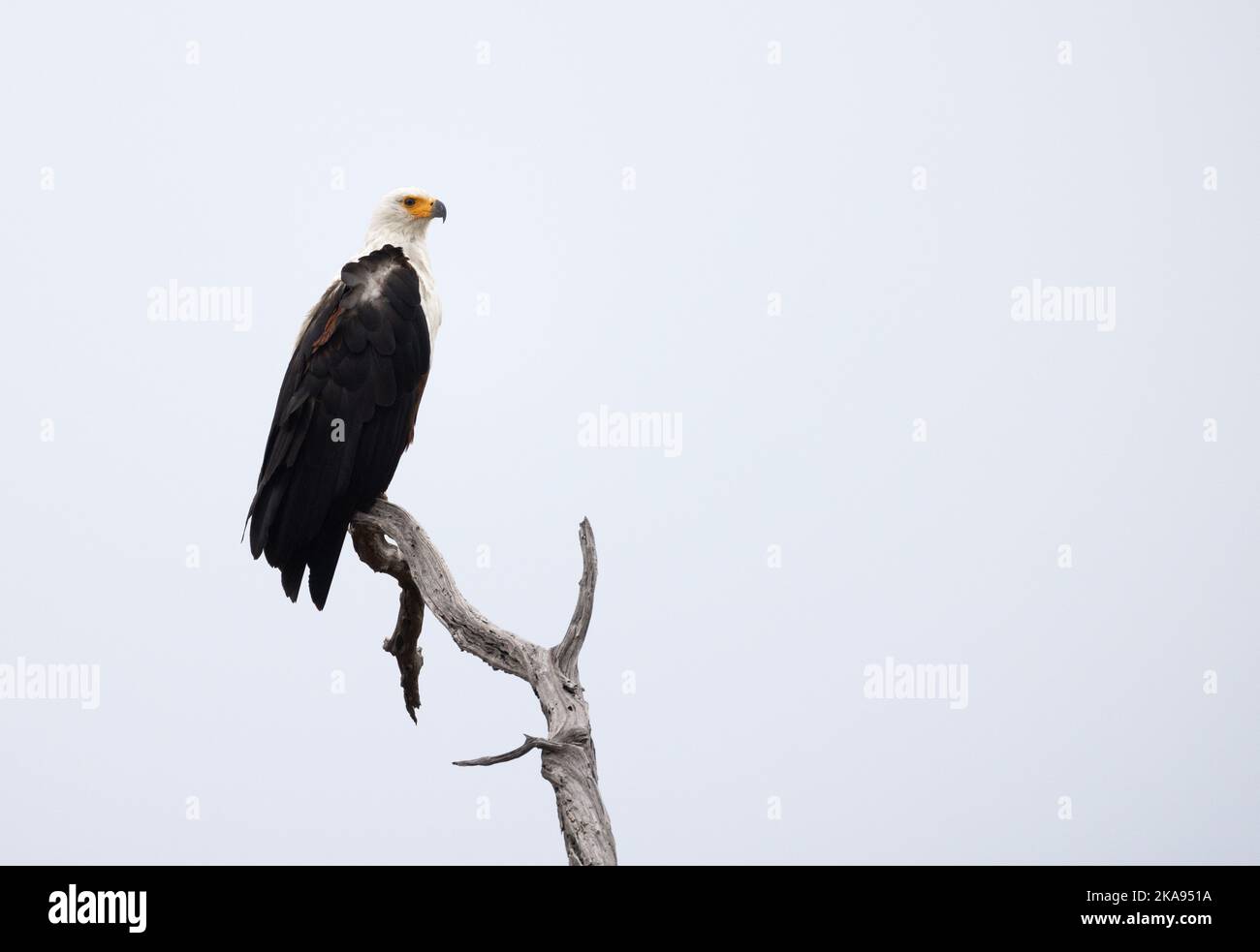 African Fish Eagle, Haliaeetus vocifer, or African Sea Eagle, a large bird of prey perching on a tree, Moremi Game Reserve Botswana Africa. Stock Photo