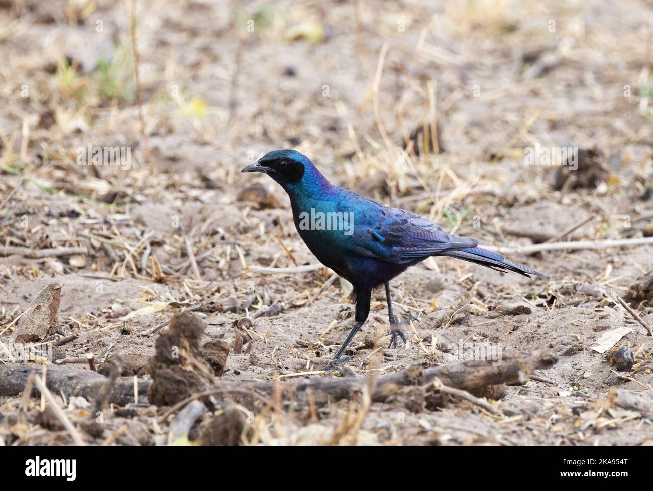 Burchells Starling, Lamprotornis australis, or Burchells Glossy Starling; on the ground, Moremi Game reserve Botswana Africa. - African birds Stock Photo