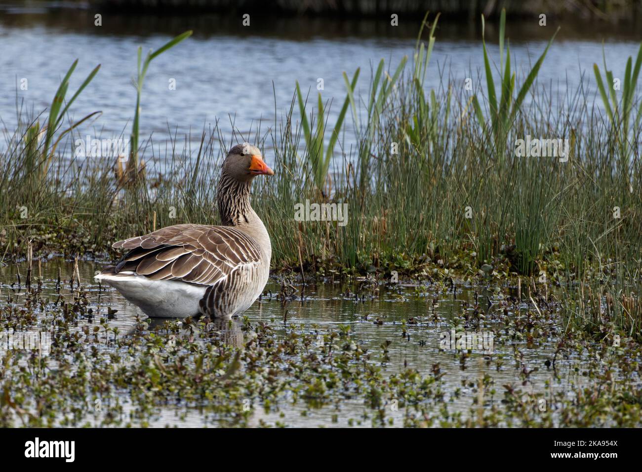 Adult Greylag Goose at RSPB Burton Mere, Neston, Wirral, UK Stock Photo