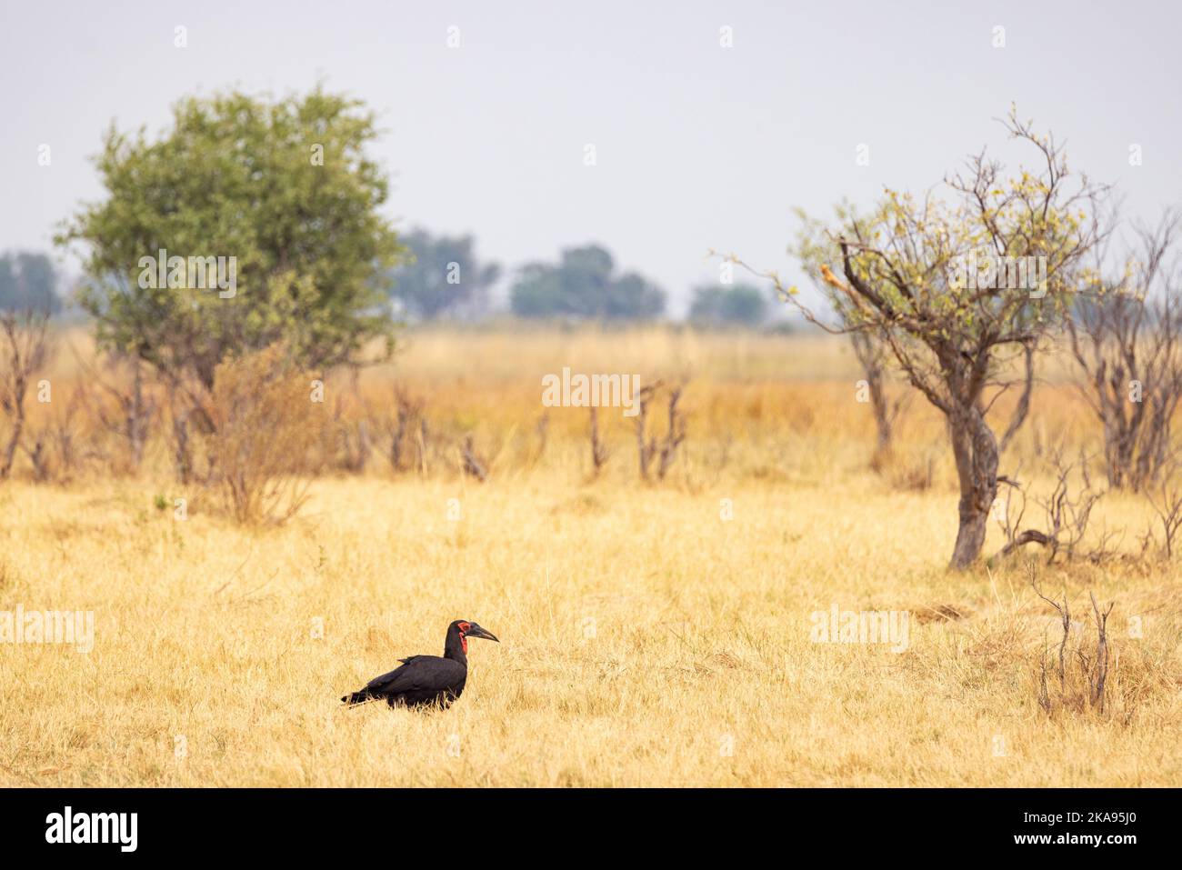 African landscape - a Southern Ground Hornbill, Bucorvus leadbeateri, in it's grassland habitat, Moremi Game reserve, Botswana Africa Stock Photo