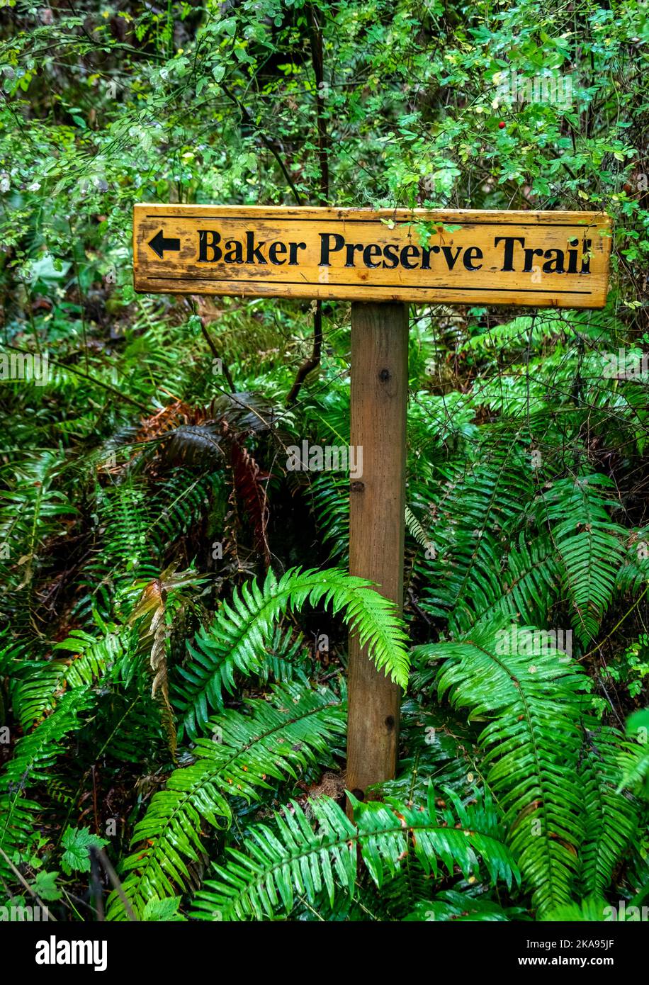 Baker Preserve Trail, Lummi Island, Washington, USA; San Juan Islands