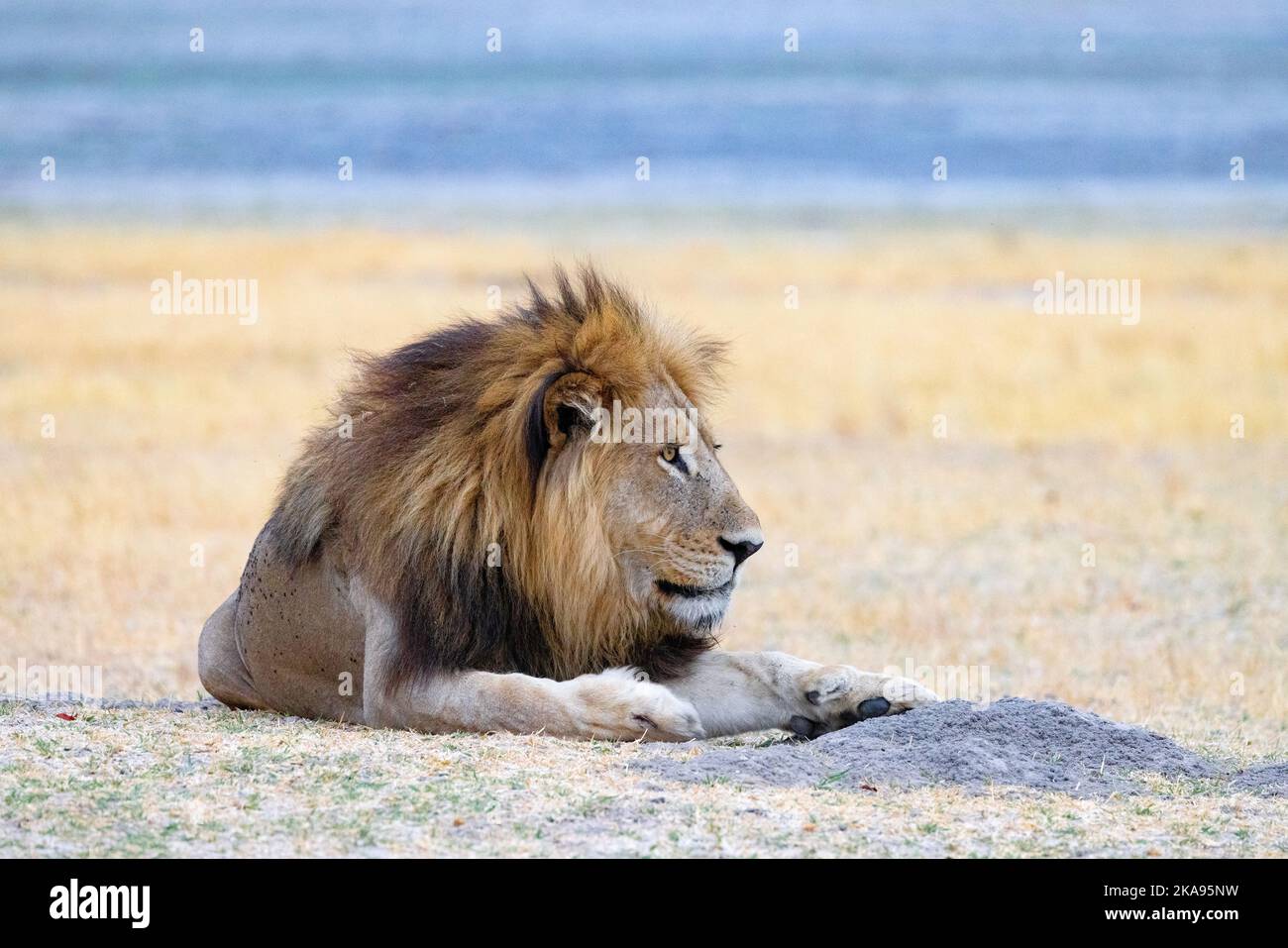 One adult male lion Botswana Africa; Panthera leo, resting, looking right, Okavango Delta. Big Five predator. African an imals. Stock Photo