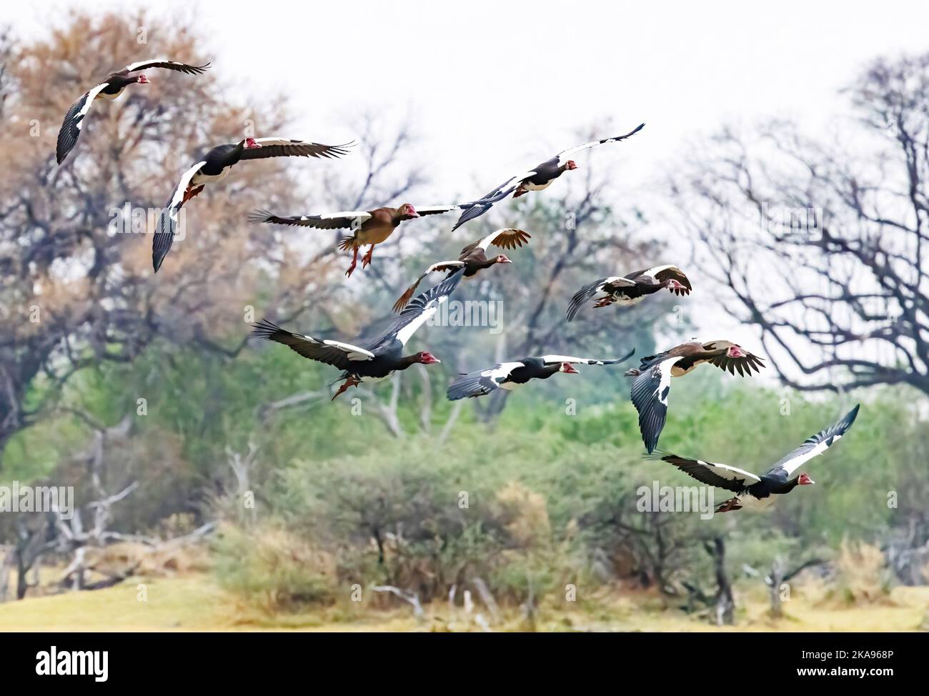 Spur winged goose, Plectropterus gambensis. A flock of Spur winged geese flying, Okavango Delta, Botswana Africa. African birds. Stock Photo