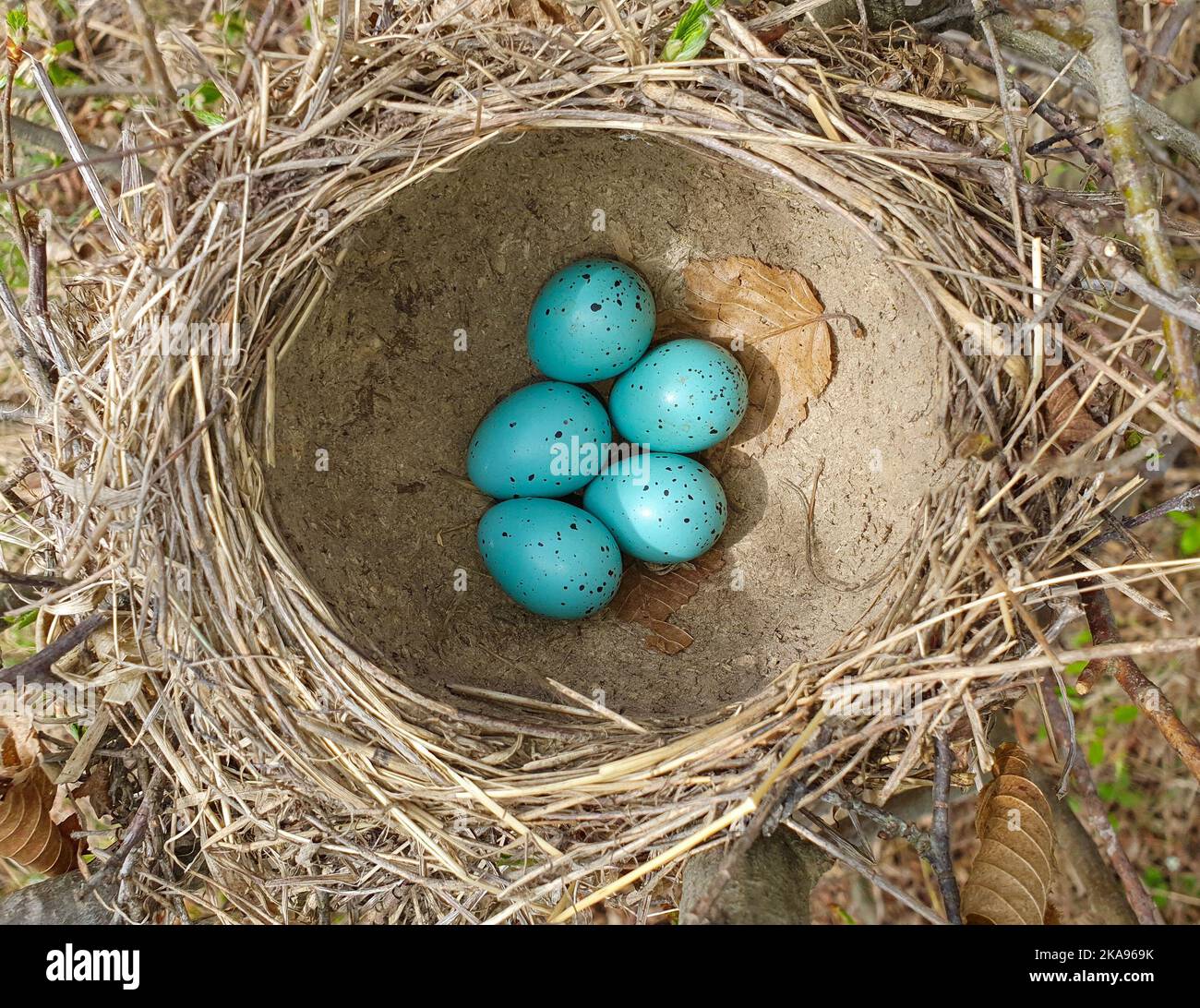 a top view in a nest with blackbird eggs, nature, wild, blue egg Stock Photo