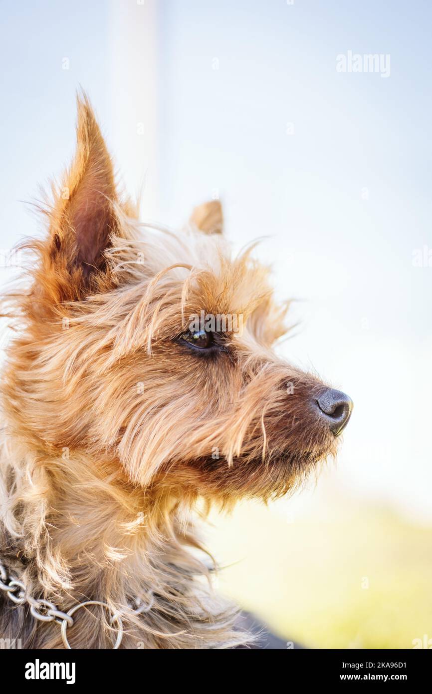 A vertical closeup of an adorable Australian Terrier's head on a ...