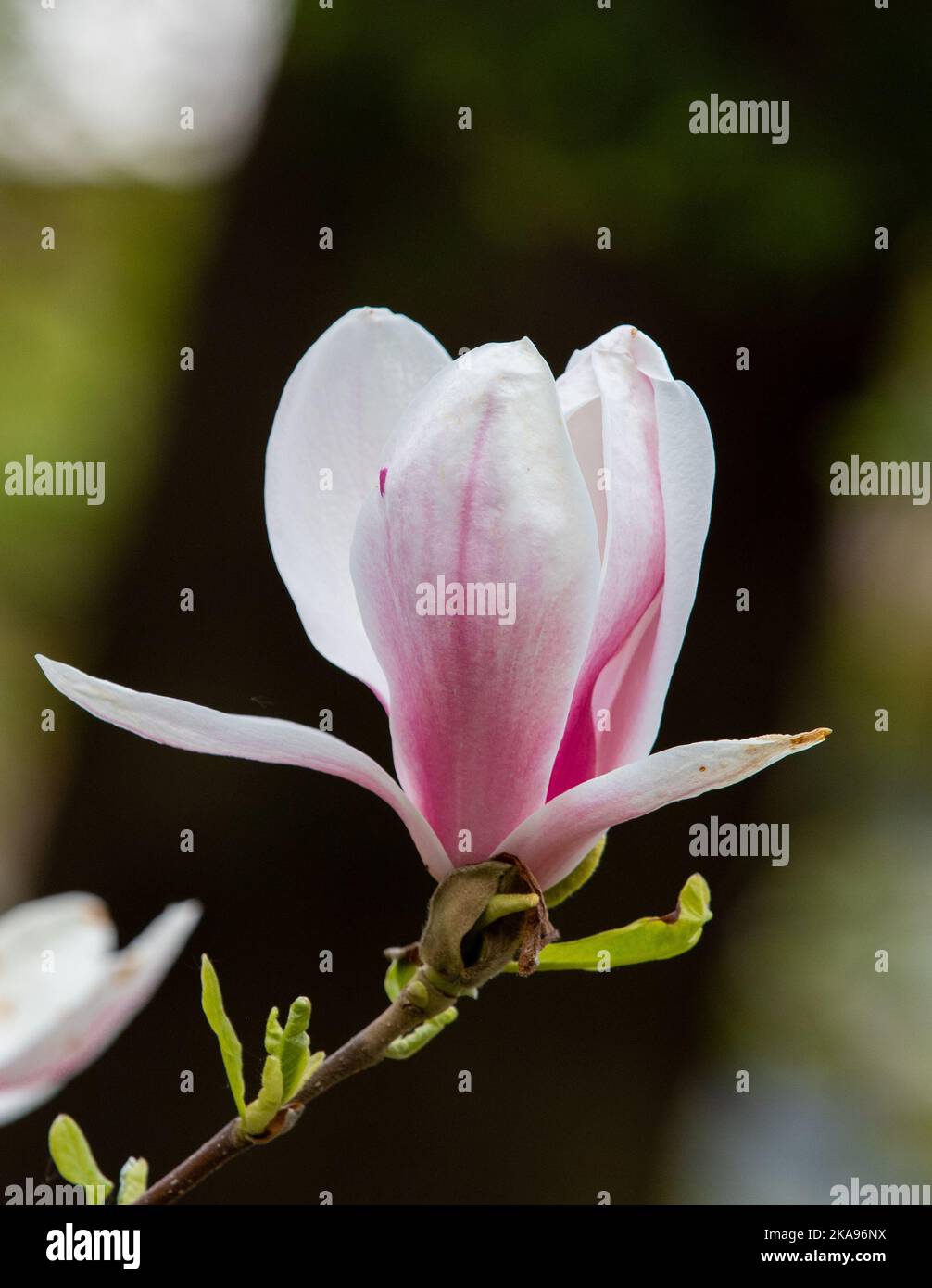 The close-up of a magnolia flower Stock Photo - Alamy
