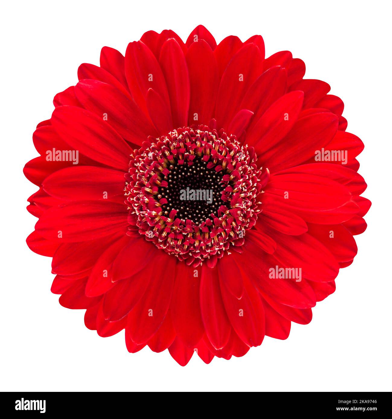 Red Gerbera flower close up isolated on white background Stock Photo