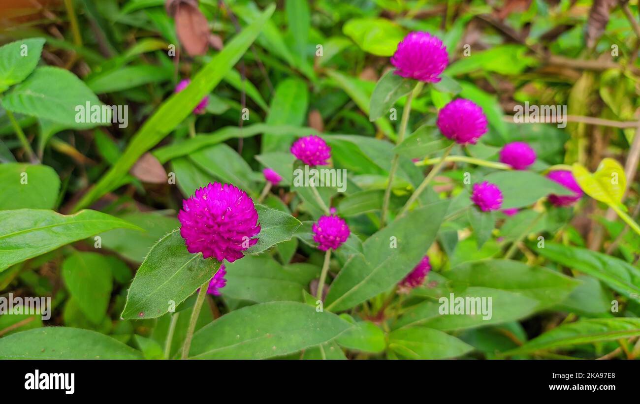 A closeup of purple Globe amaranth flowers with green leaves in the garden Stock Photo