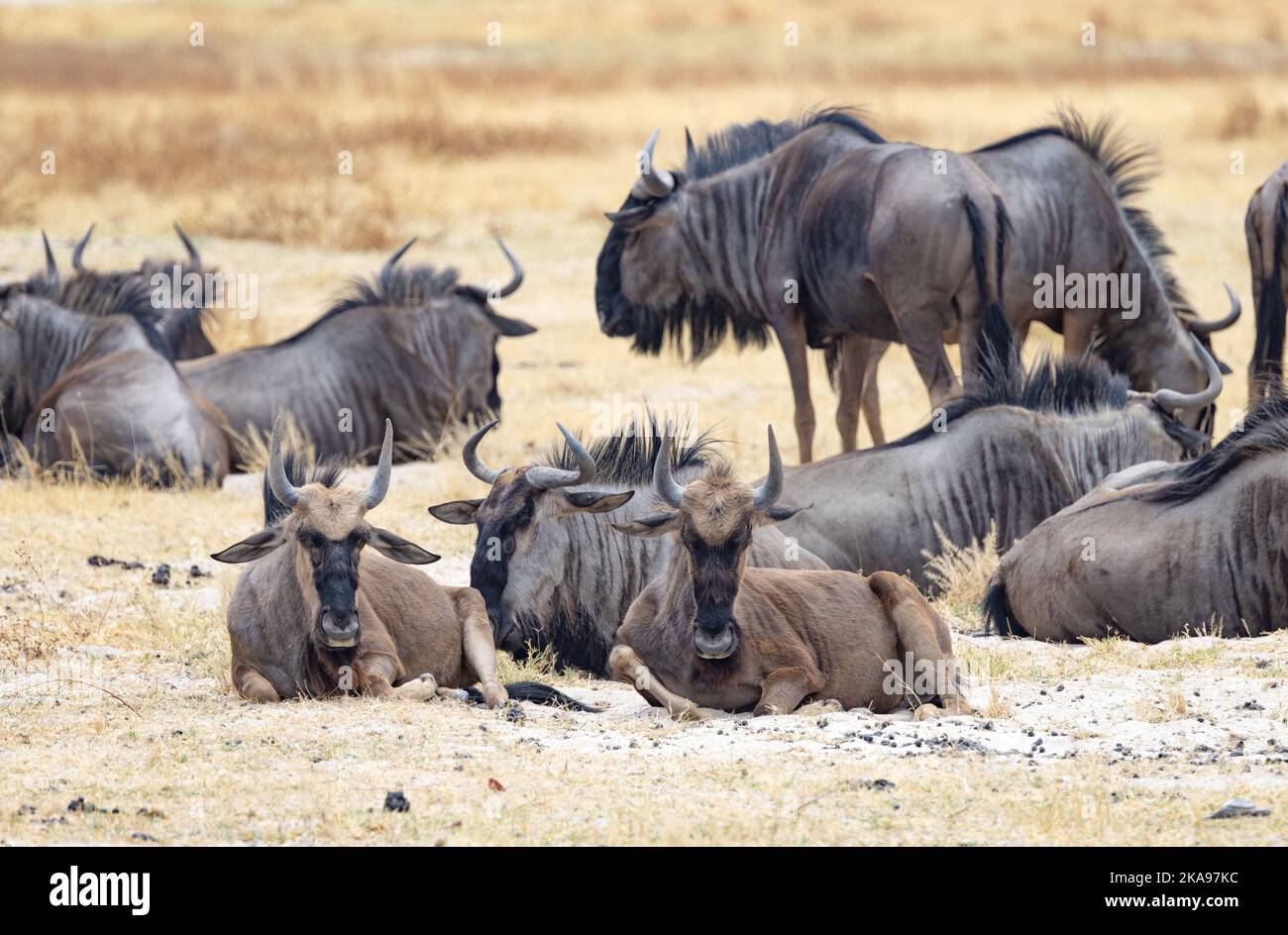 Herd of Blue Wildebeest, Connochaetes taurinus, aka Common Wildebeest, adults and subadults, Okavango Delta, Botswana Africa - African animals Stock Photo