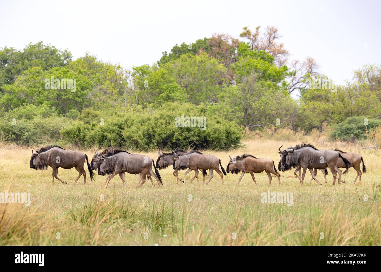 Herd of Blue Wildebeest, Connochaetes taurinus, aka Common Wildebeest, adults and subadults, Okavango Delta, Botswana Africa - African animals Stock Photo