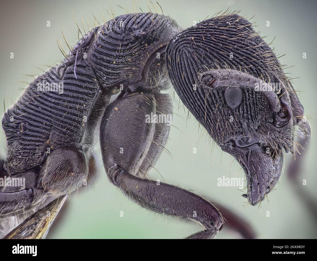 Microscopic Head Detail of Tooth Ant Odontoponera SP, Arthropoda Phylum, Ponerinae Subfamily, 10X magnification Macro Side view Stock Photo