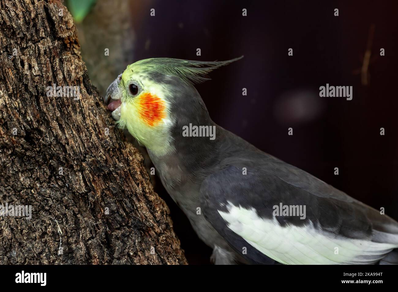 Parrot eating worm hires stock photography and images Alamy