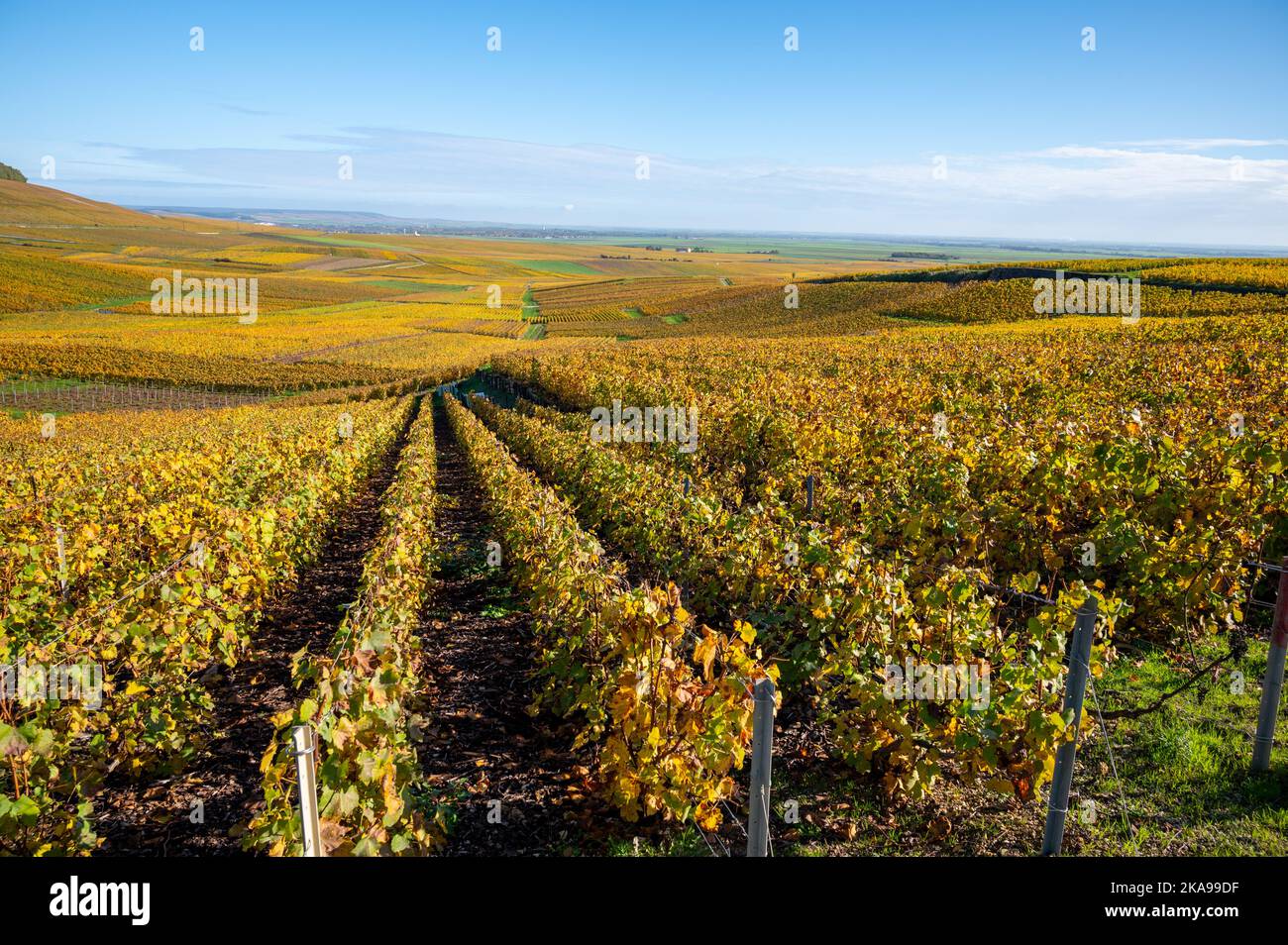 Colorful autumn landscape with yellow grand cru chardonnay vineyards in